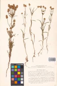 Plantago arenaria Waldst. & Kit., Eastern Europe, Lower Volga region (E9) (Russia)