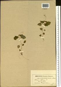 Circaea alpina L., Eastern Europe, Moscow region (E4a) (Russia)