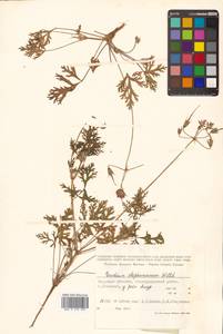 Erodium stephanianum Willd., Siberia (no precise locality) (S0) (Russia)