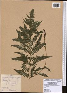 Athyrium filix-femina, Eastern Europe, Central region (E4) (Russia)