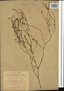 Polygonum argyrocoleum Steud. ex Kunze, Caucasus, Azerbaijan (K6) (Azerbaijan)