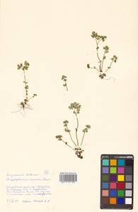 Chrysosplenium ramosum Maxim., Siberia, Russian Far East (S6) (Russia)