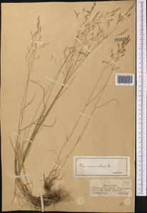 Poa nemoralis L., Middle Asia, Dzungarian Alatau & Tarbagatai (M5) (Kazakhstan)