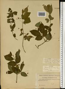 Euonymus verrucosus Scop., Eastern Europe, Central forest-and-steppe region (E6) (Russia)