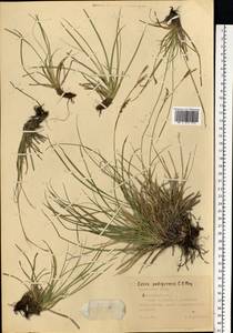 Carex pediformis C.A.Mey., Eastern Europe, Middle Volga region (E8) (Russia)
