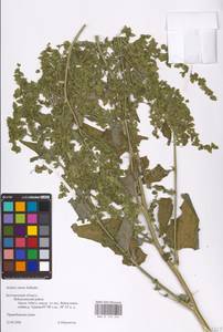 Atriplex sagittata Borkh., Eastern Europe, Central forest-and-steppe region (E6) (Russia)