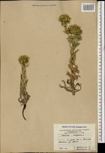 Carlina vulgaris L., Caucasus, South Ossetia (K4b) (South Ossetia)
