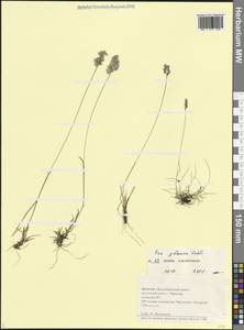 Poa glauca Vahl, Caucasus, Dagestan (K2) (Russia)