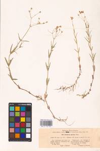 Stellaria palustris (Murray ex Ehrh.) Hoffm., Eastern Europe, North Ukrainian region (E11) (Ukraine)