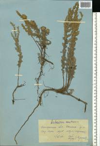 Artemisia austriaca Jacq., Eastern Europe, South Ukrainian region (E12) (Ukraine)