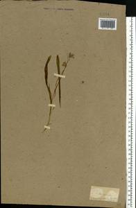Scilla siberica Andrews, Eastern Europe, North Ukrainian region (E11) (Ukraine)