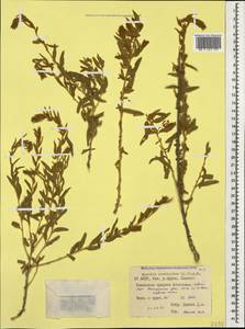 Krascheninnikovia ceratoides (L.) Gueldenst., Caucasus, North Ossetia, Ingushetia & Chechnya (K1c) (Russia)