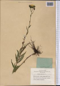 Pentanema salicinum (L.) D. Gut. Larr., Santos-Vicente, Anderb., E. Rico & M. M. Mart. Ort., Siberia, Central Siberia (S3) (Russia)