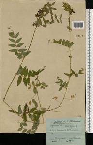 Vicia sepium L., Eastern Europe, Central forest region (E5) (Russia)
