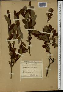 Salix aurita × lapponum × myrtilloides, Eastern Europe, Central region (E4) (Russia)