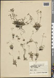 Micranthes stellaris subsp. stellaris, Eastern Europe, Northern region (E1) (Russia)