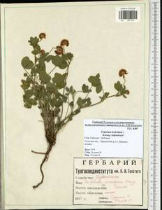 Trifolium hybridum L., Eastern Europe, Central region (E4) (Russia)