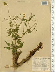 Clematis tangutica (Maxim.) Korsh., South Asia, South Asia (Asia outside ex-Soviet states and Mongolia) (ASIA) (China)