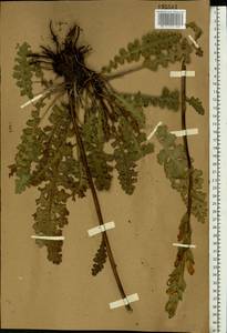 Pedicularis sceptrum-carolinum, Eastern Europe, Central forest-and-steppe region (E6) (Russia)