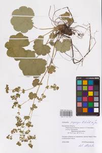 Alchemilla propinqua H. Lindb. ex Juz., Eastern Europe, Central region (E4) (Russia)