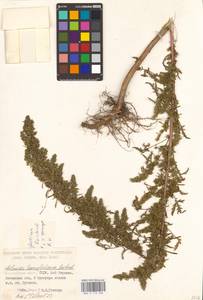 Artemisia tournefortiana Rchb., Eastern Europe, North Ukrainian region (E11) (Ukraine)