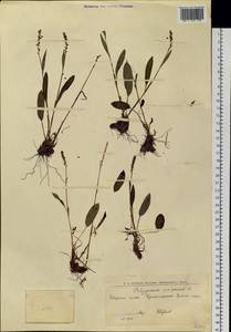 Bistorta vivipara (L.) Delarbre, Siberia, Western Siberia (S1) (Russia)