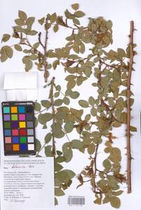Rosa balsamica Besser, Eastern Europe, Rostov Oblast (E12a) (Russia)