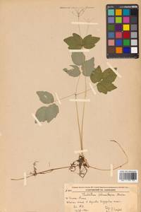 Thalictrum filamentosum Maxim., Siberia, Russian Far East (S6) (Russia)