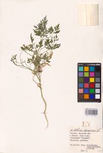 Aethusa cynapium L., Eastern Europe, South Ukrainian region (E12) (Ukraine)