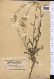 Carduus pycnocephalus, Middle Asia, Kopet Dag, Badkhyz, Small & Great Balkhan (M1) (Turkmenistan)