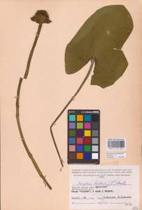 Nuphar lutea (L.) Sm., Eastern Europe, Western region (E3) (Russia)