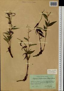 Koenigia tripterocarpa (A. Gray) T. M. Schust. & Reveal, Siberia, Yakutia (S5) (Russia)