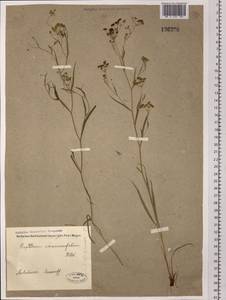 Bupleurum scorzonerifolium Willd., Siberia, Baikal & Transbaikal region (S4) (Russia)