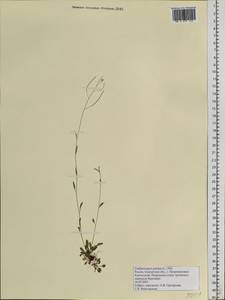 Arabidopsis septentrionalis (N. Busch) D. A. German, Siberia, Chukotka & Kamchatka (S7) (Russia)