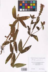 MHA 0 154 953, Stachys palustris L., Eastern Europe, North Ukrainian region (E11) (Ukraine)