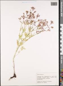 Nepeta ucranica L., Eastern Europe, Central forest-and-steppe region (E6) (Russia)