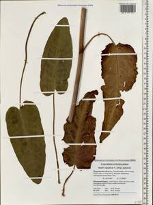 Rumex aquaticus L., Eastern Europe, Northern region (E1) (Russia)