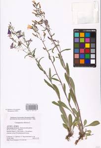 Campanula sibirica L., Eastern Europe, Central forest-and-steppe region (E6) (Russia)