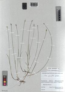 KUZ 002 551, Carex pauciflora Lightf., Siberia, Altai & Sayany Mountains (S2) (Russia)
