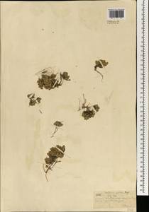 Adenonema petraeum (Bunge) Bunge, Mongolia (MONG) (Mongolia)
