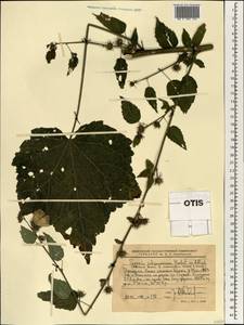 Pavonia urens Cav., Africa (AFR) (Ethiopia)