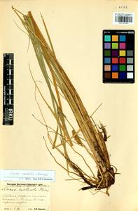 Carex vesicata Meinsh., Siberia, Baikal & Transbaikal region (S4) (Russia)