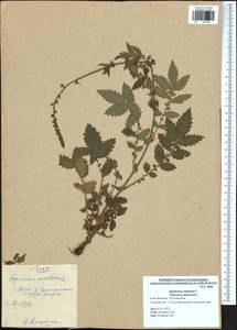 Agrimonia eupatoria L., Eastern Europe, Central region (E4) (Russia)