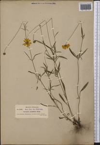 Coreopsis grandiflora Hogg ex Sw., America (AMER) (United States)