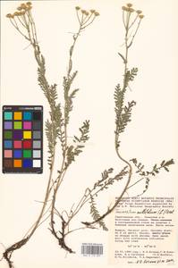 Tanacetum millefolium (L.) Tzvelev, Eastern Europe, Lower Volga region (E9) (Russia)