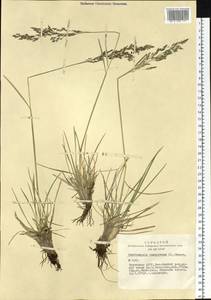 Deschampsia cespitosa (L.) P.Beauv., Siberia, Altai & Sayany Mountains (S2) (Russia)