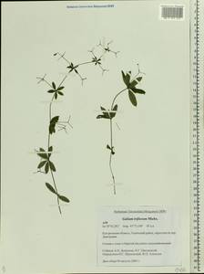 Galium triflorum Michx., Eastern Europe, Central forest region (E5) (Russia)