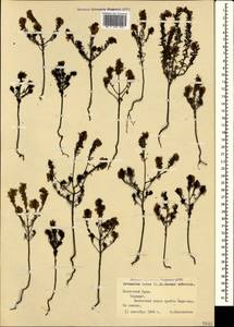 Odontites luteus (L.) Clairv., Crimea (KRYM) (Russia)