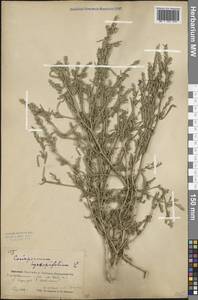 Corispermum hyssopifolium L., Eastern Europe, Eastern region (E10) (Russia)