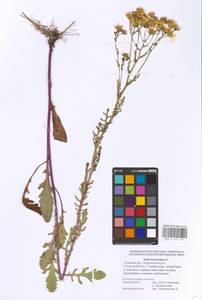 Jacobaea vulgaris subsp. vulgaris, Eastern Europe, Central region (E4) (Russia)